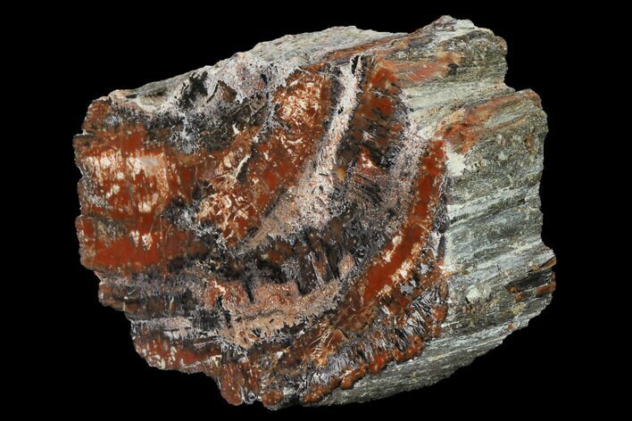 Red/Black, Polished Petrified Wood (Araucarioxylon) - Arizona #165978